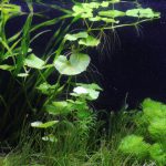植栽から13日目　アマゾンチドメグサ